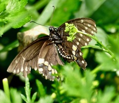 Papilio polyxenes
