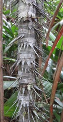 Astrocaryum aculeatum
