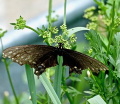 Papilio polyxenes