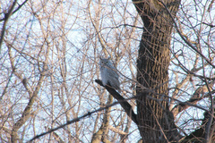 Bubo virginianus subarcticus