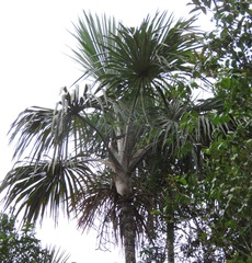 Mauritiella