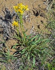 Packera tridenticulata