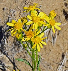 Packera tridenticulata