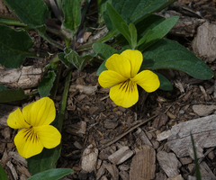 Viola vallicola
