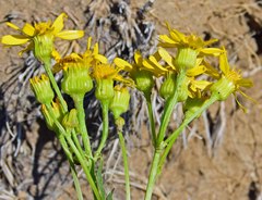 Packera tridenticulata