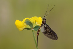 Ephemeroptera