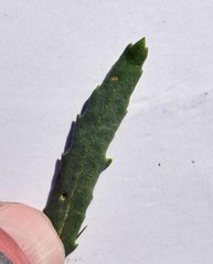 Packera tridenticulata