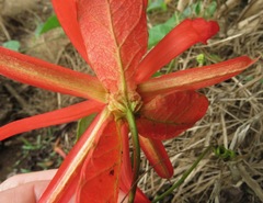 Coccinea