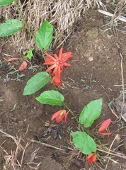 Coccinea