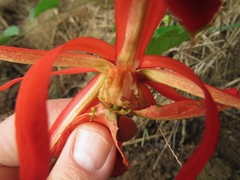 Coccinea