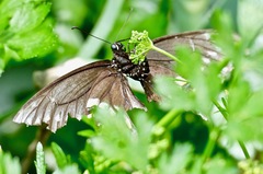 Papilio polyxenes