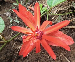 Coccinea