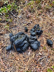 Ursus arctos horribilis