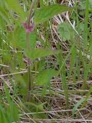Stachys mexicana