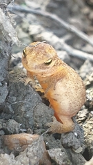 Lissotriton vulgaris