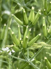 Anthriscus cerefolium