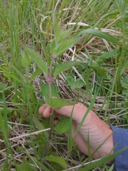 Stachys mexicana
