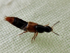 Quedius cruentus