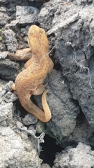 Lissotriton vulgaris