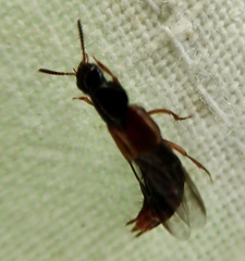 Quedius cruentus