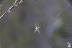 Novaranea queribunda