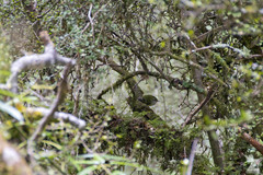 Acanthisitta chloris