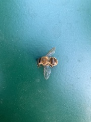 Apis mellifera