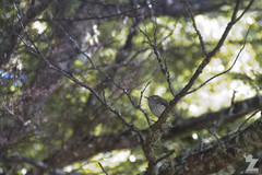 Acanthisitta chloris
