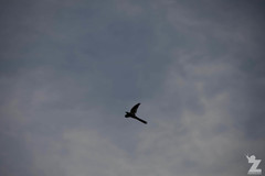 Urodynamis taitensis