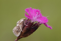 Cynaeda dentalis