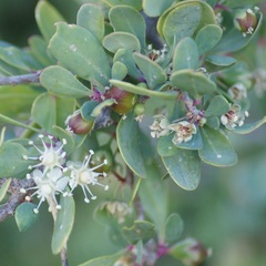 Stegnosperma halimifolium