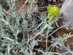 Teucrium aureum