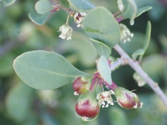 Stegnosperma halimifolium