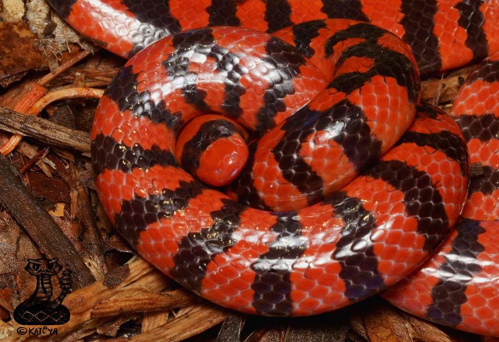 False Coral Snake in May 2021 by Katiya (Yekaterina Pavlova) · iNaturalist