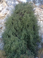 Stegnosperma halimifolium