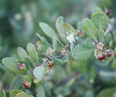 Stegnosperma halimifolium