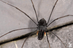 Neopilionidae
