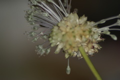 Allium