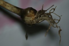 Allium
