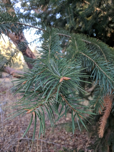 Santa Lucia fir