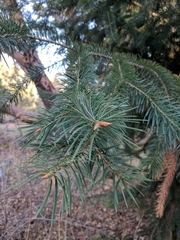 Abies bracteata