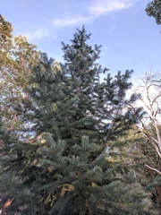 Abies bracteata