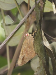 Erionota hiraca