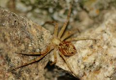 Philodromus aureolus