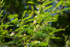 Dichrostachys