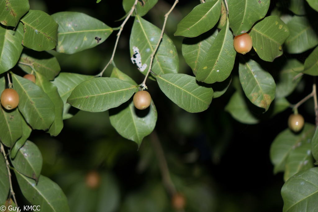 Maillardia