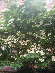 Cornus