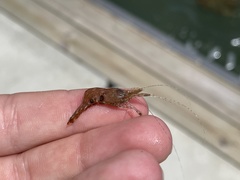 Leander tenuicornis