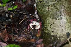 Madagapotamon humberti