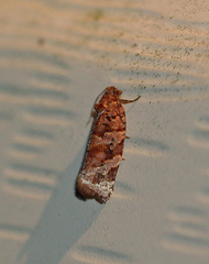 Argyrotaenia floridana